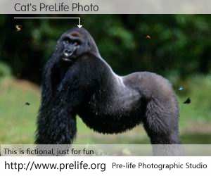 Cat's PreLife Photo