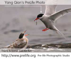 Yang Qian's PreLife Photo