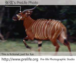张弦's PreLife Photo