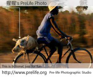 猩猩's PreLife Photo