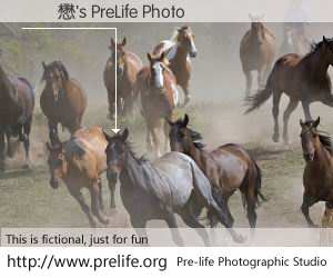 許聖懋's PreLife Photo