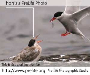 harris's PreLife Photo