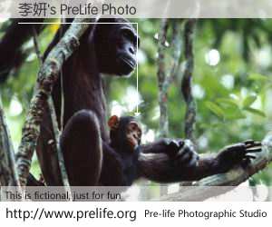 李妍's PreLife Photo