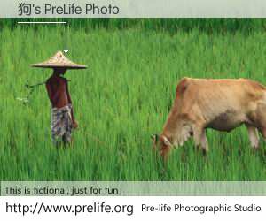 狗's PreLife Photo