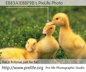 E883A1E8BF9B's PreLife Photo