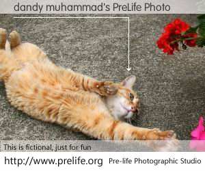 dandy muhammad's PreLife Photo