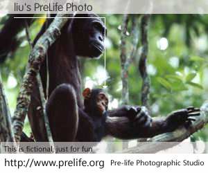 liu's PreLife Photo
