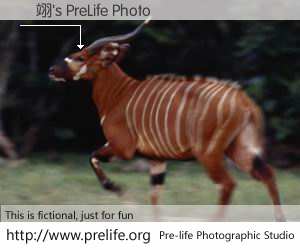 蕭翊's PreLife Photo