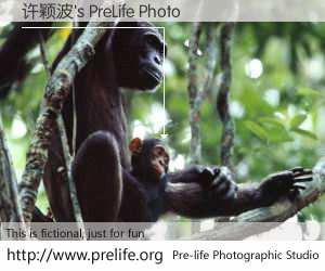 许颖波's PreLife Photo