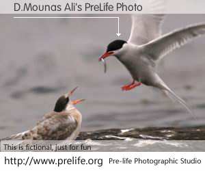 D.Mounas Ali's PreLife Photo
