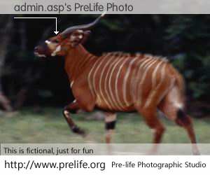 admin.asp's PreLife Photo