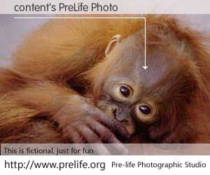 content's PreLife Photo