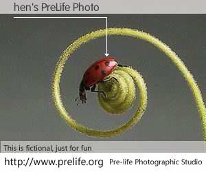 hen's PreLife Photo