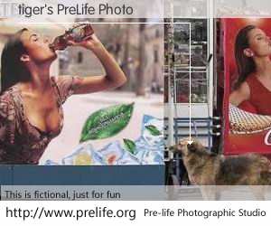 tiger's PreLife Photo