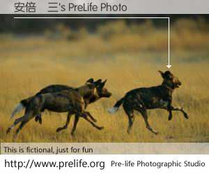 安倍晉三's PreLife Photo