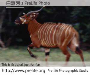 白惠芳's PreLife Photo