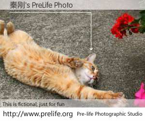 秦刚's PreLife Photo